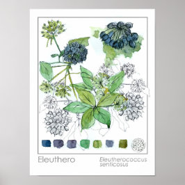 Kräuterpflanze Eleuthero Medicinal Herb Wasserfarb Poster