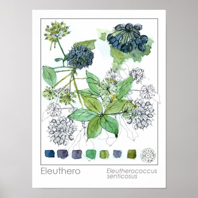 Kräuterpflanze Eleuthero Medicinal Herb Wasserfarb Poster (Vorne)