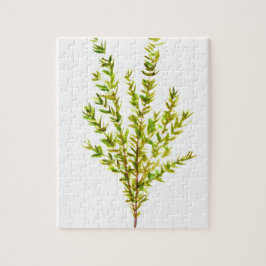 Kräuterpflanzen Botanischer Kräuterkraut, Aquarell