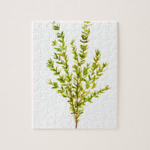 Kräuterpflanzen Botanischer Kräuterkraut, Aquarell