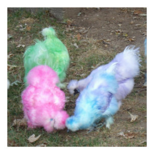 Krawatte gefärbte Silkie Hühner in Fotodruck
