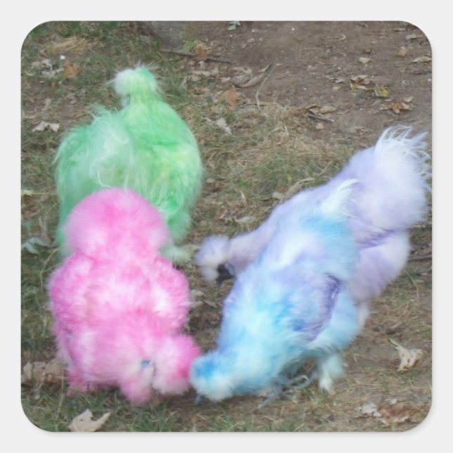 Krawatte gefärbte Silkie Hühner in Quadratischer Aufkleber (Vorderseite)