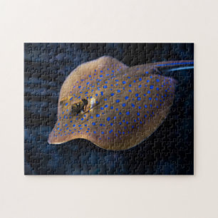 Kreaturen wild lebender Stingray-Fischmeer