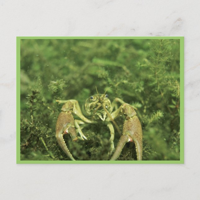Krebse Postkarte (Vorderseite)