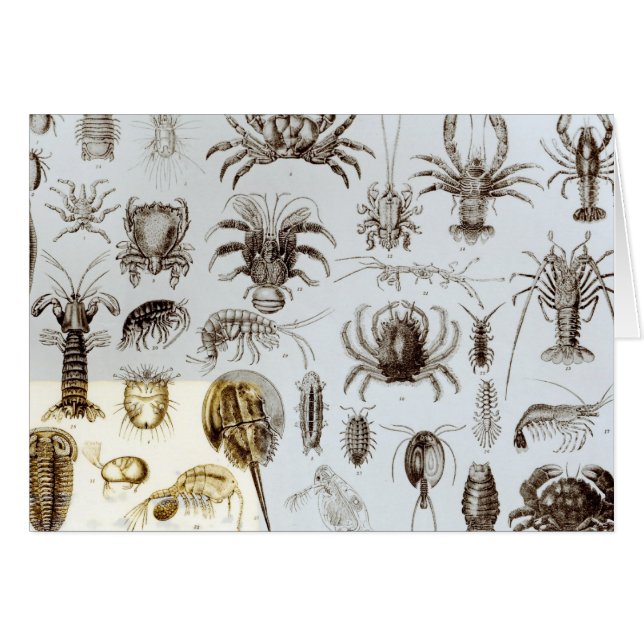 Krebstier und spinnenartige Tiere (Vorderseite (Horizontal))