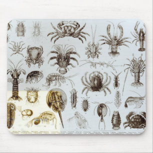 Krebstier und spinnenartige Tiere Mousepad