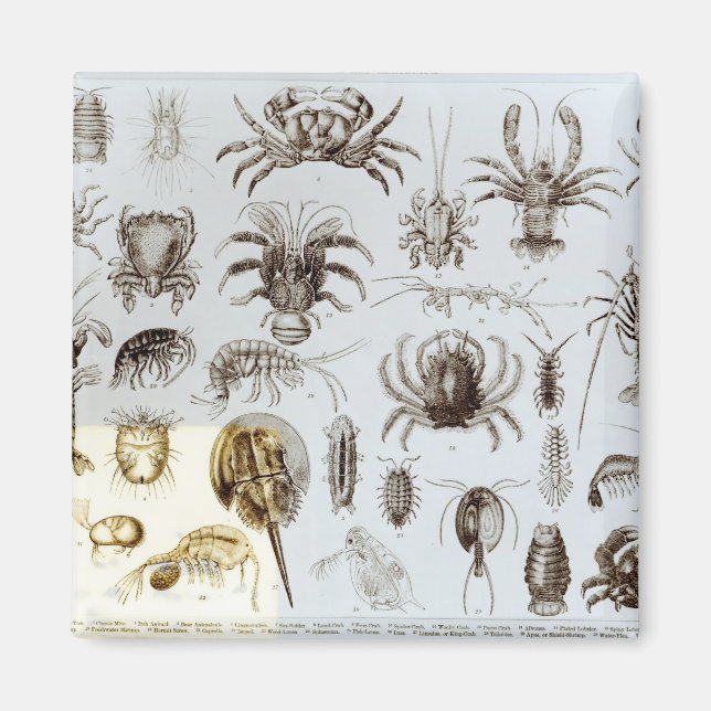 Krebstiere und Arachnida Magnet (Vorne)