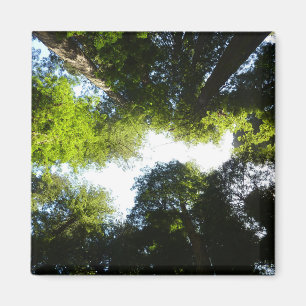Kreis aus Mammutbäumen im Redwood National Park Magnet