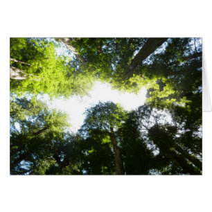 Kreis aus Redwood-Bäumen im Redwood-Nationalpark