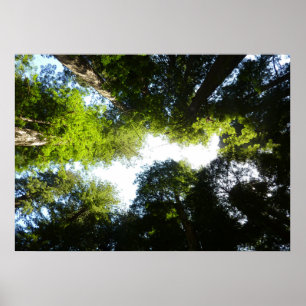 Kreis aus Redwood-Bäumen im Redwood-Nationalpark Poster