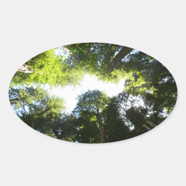 Kreis der Redwood-Bäume im Redwood-Nationalpark Ovaler Aufkleber (Vorderseite)