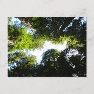 Kreis der Redwood-Bäume im Redwood-Nationalpark Postkarte