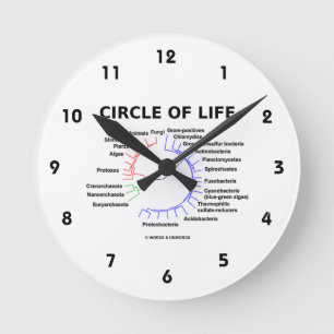 Kreis des Lebens (kreisförmiger phylogenetischer Runde Wanduhr