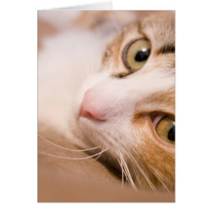 Kreiselkompaß die Katze