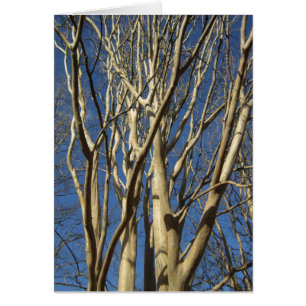 Krepp Myrte im Winter