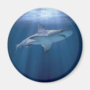 Kreuzender Haifisch Magnet