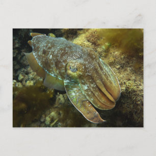 Kreuzfahrt Riesenfisch Postkarte
