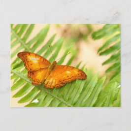 Kreuzschmetterling Postkarte