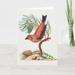 Kreuzschnabel-Vogel, Karte
