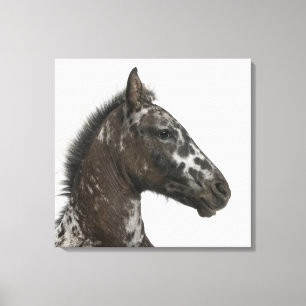 Kreuzung Fohlen zwischen einem Appaloosa und einem Leinwanddruck