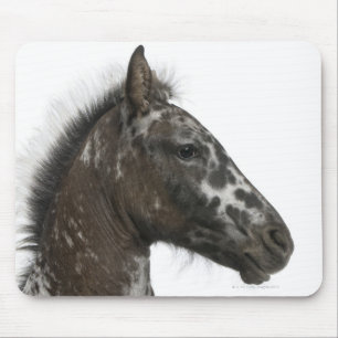 Kreuzung Fohlen zwischen einem Appaloosa und einem Mousepad