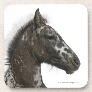 Kreuzung Fohlen zwischen einem Appaloosa und einem Untersetzer