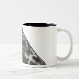 Kreuzung Fohlen zwischen einem Appaloosa und einem Zweifarbige Tasse