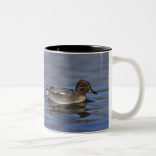 Krickente, Anus crecca, Männchen, Unterlunkhofen, Zweifarbige Tasse