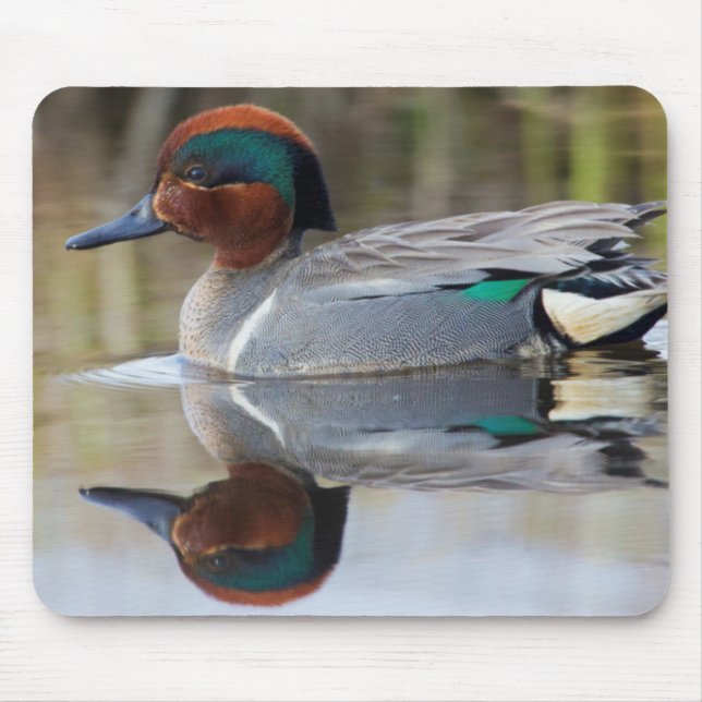 Krickente Mousepad (Vorne)