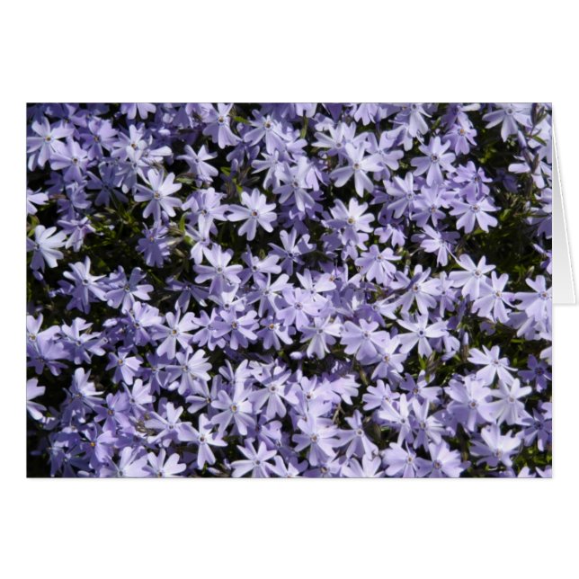 KriechenPhlox (Vorderseite (Horizontal))
