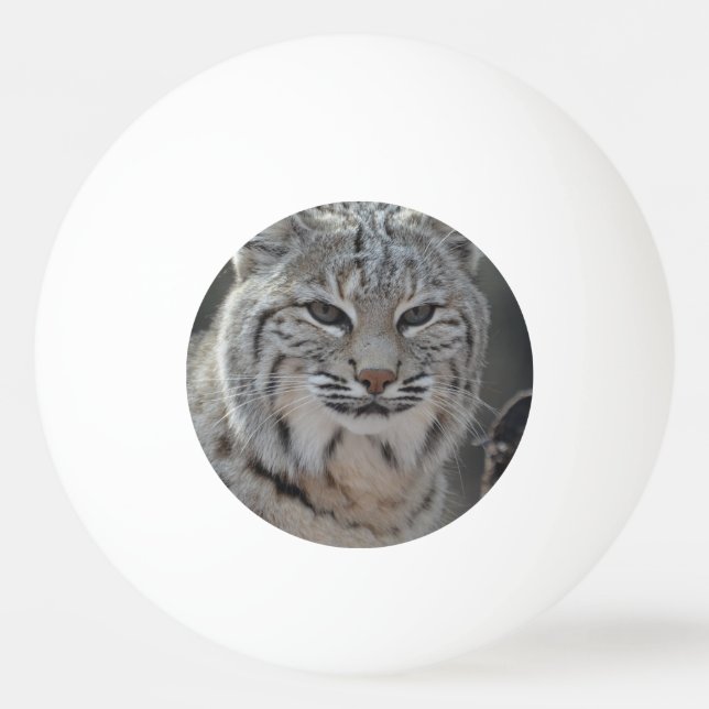 KriechenRotluchs Tischtennisball (Vorderseite)