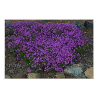 Kriechphlox Fotodruck
