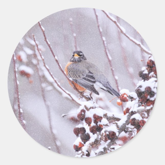 Krieger amerikanischer Robin im Winter Runder Aufkleber (Vorderseite)