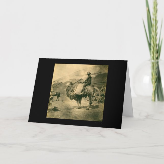 Krimischer Kriegsoldat auf einem Kamel 1855 Karte (Vorderseite)