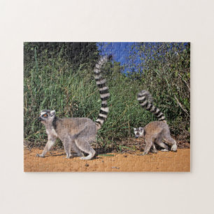 Kringelschwanzmakis (Lemur Catta), Berenty