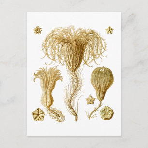 Krinoide Postkarte