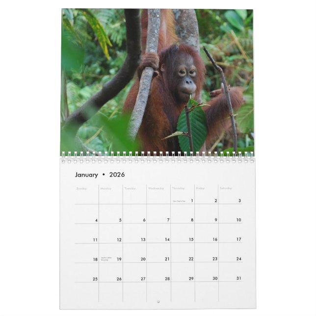 Krista die Orang-Utan Waisentier-Wohltätigkeit Kalender (Jan 2026)
