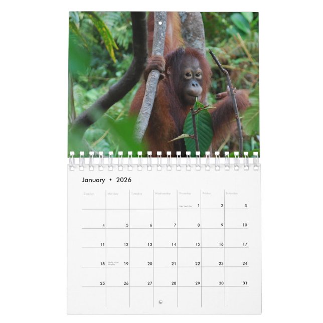 Krista Orang-Utan Tiererhaltung Kalender (Jan 2026)