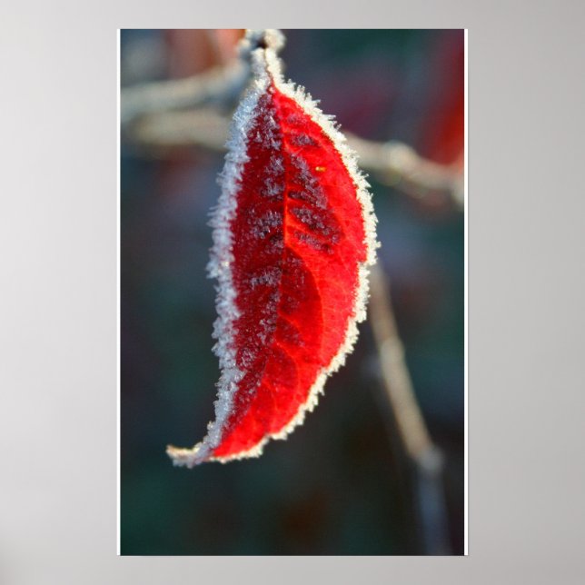 Kristalllined Frost Covered Red Leaf Foliage Poster (Vorne)