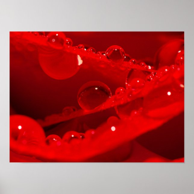 Kristallwassertröpfchen auf lebendigen roten Blüte Poster (Vorne)