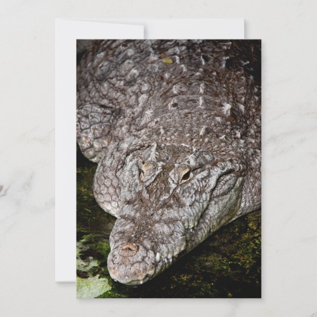 Krokodil (Vorderseite)