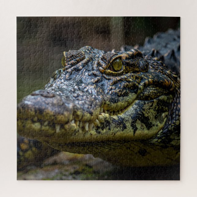 Krokodil (Vertikal)