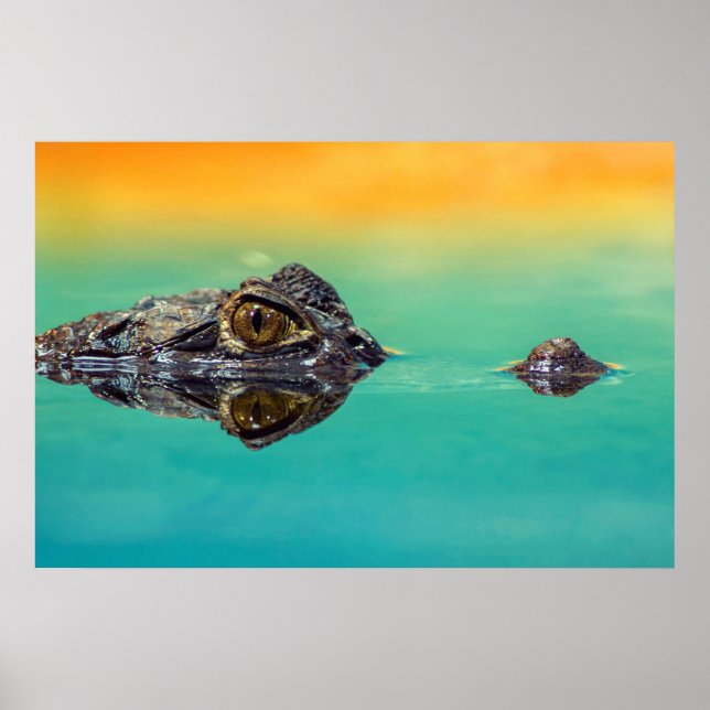 Krokodil auf dem Wasserplakat Poster (Vorne)