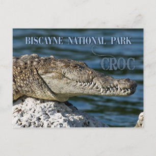 Krokodil, Biskaya-Nationalpark, Florida Postkarte