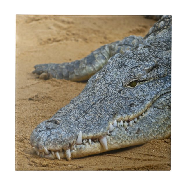 Krokodil Fliese (Vorderseite)