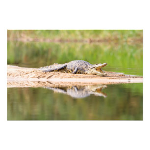 Krokodil Fotodruck
