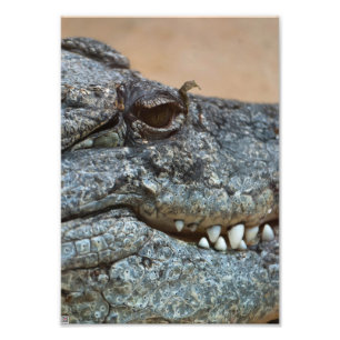 Krokodil Fotodruck