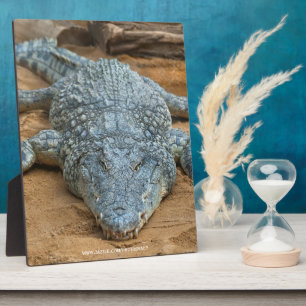 Krokodil Fotoplatte