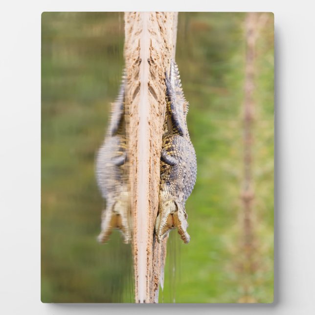 Krokodil Fotoplatte (Vorderseite)