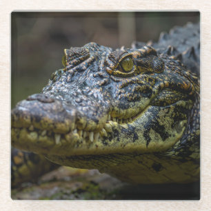 Krokodil Glasuntersetzer